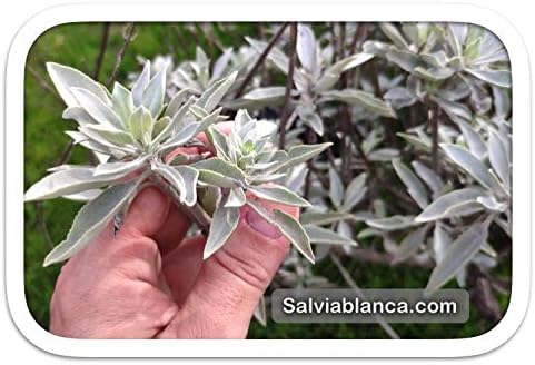 Salvia Blanca - Sauge Blanche Purification de Californie | Encens Protection | Baton Sauge à Bruler | Sahumério Naturel, 4 Sauge Blanche + 4 Sticks Palo Santo, 10cm, Sauge - Image 7