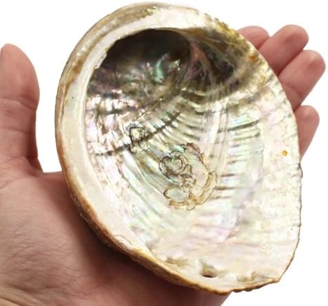Coquille d'ormeau Naturel Grande 12-15 cm. INKANAT - Image 3