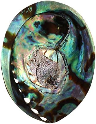 Coquillage Grand Ormeau, Plusieurs Trous Maculage Décoratif Accessoire Fête Mariage Maison Décoration 90 mm x 120 mm x 39 mm Trou : Environ 3 mm-9 mm - Image 7