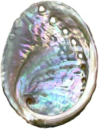 NessaStores Lot de 3 coquilles d'ormeau de 6,3 à 8,9 cm | Beau bol à estomper entièrement naturel – Parfait pour les bâtons de bavure, les bâtons d'encens et un kit de sauge JC-020 - Image 3