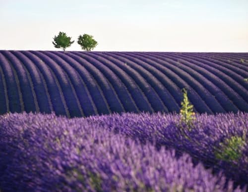 Fleurs de Lavande Séchées en Vrac | Récolte 2024 | 200g | Anti-Acariens pour Armoire | Grand Sachet Parfumé de Bourgeons Purs 100% Naturels | Lavande française de Provence | Pochette Élégante - Image 7