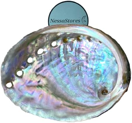 NessaStores Lot de 3 coquilles d'ormeau de 6,3 à 8,9 cm | Beau bol à estomper entièrement naturel – Parfait pour les bâtons de bavure, les bâtons d'encens et un kit de sauge JC-020