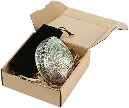 Coquillage Grand Ormeau, Plusieurs Trous Maculage Décoratif Accessoire Fête Mariage Maison Décoration 90 mm x 120 mm x 39 mm Trou : Environ 3 mm-9 mm - Image 2