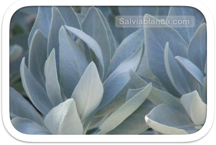 Salvia Blanca - Sauge Blanche Purification de Californie 10cm/25g | Encens Protection Naturelle | Bâton Sauge pour Purification Maison | Durable, 3 Bâtons Palo Santo + 2 Bâtonnets, Bois, Palo Santo - Image 5