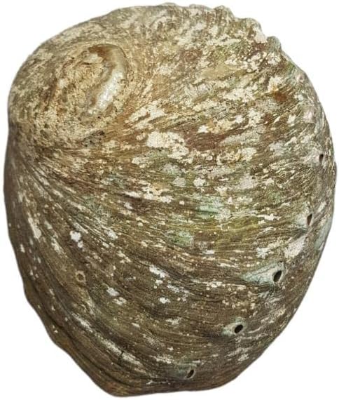 Coquille d'ormeau Naturel Grande 12-15 cm. INKANAT - Image 2