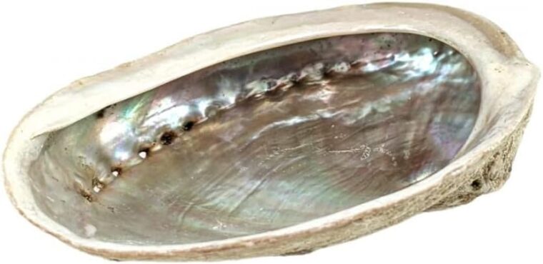 Coco papaya Coquille d'Ormeau / Ambalone Naturelle 10-12cm - Image 3