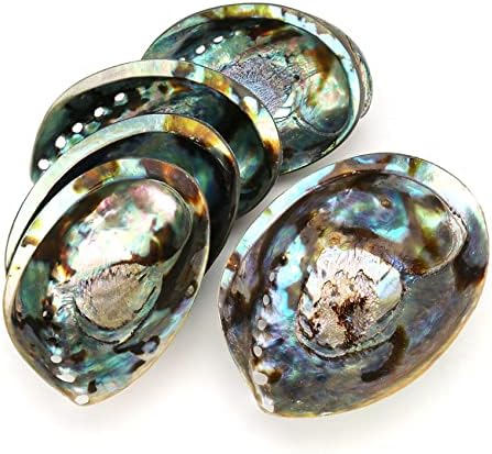 Coquillage Grand Ormeau, Plusieurs Trous Maculage Décoratif Accessoire Fête Mariage Maison Décoration 90 mm x 120 mm x 39 mm Trou : Environ 3 mm-9 mm - Image 6