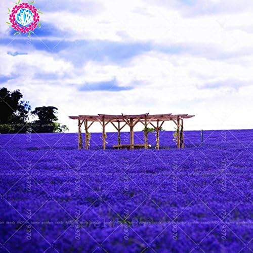 200 pcs grains de lavande français de provence graies de lavande bio très parfumee plante fleur de parfum graides de fleurs accueil bonsaï jardin 2 - Image 2