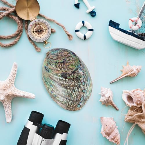 BESPORTBLE Coquille D'ormeau Polie Naturelle pour Le Maculage Le Nettoyage de L'encens Brûlant Le Parfum de La Maison La Compensation D'énergie Yoga 10-12 Cm - Image 9