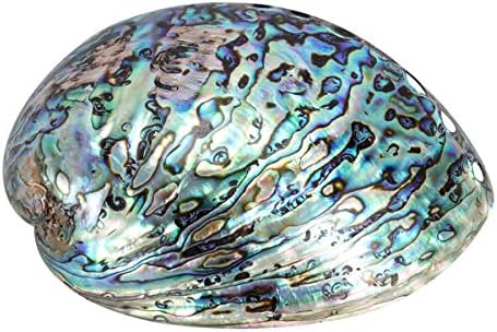 BESPORTBLE Coquille D'ormeau Polie Naturelle pour Le Maculage Le Nettoyage de L'encens Brûlant Le Parfum de La Maison La Compensation D'énergie Yoga 10-12 Cm