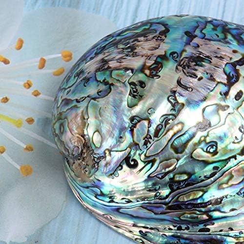 BESPORTBLE Coquille D'ormeau Polie Naturelle pour Le Maculage Le Nettoyage de L'encens Brûlant Le Parfum de La Maison La Compensation D'énergie Yoga 10-12 Cm - Image 3