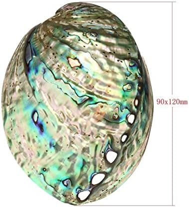 Coquillage Grand Ormeau, Plusieurs Trous Maculage Décoratif Accessoire Fête Mariage Maison Décoration 90 mm x 120 mm x 39 mm Trou : Environ 3 mm-9 mm - Image 3