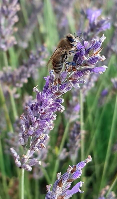 Fleurs de Lavande Séchées en Vrac | Récolte 2024 | 200g | Anti-Acariens pour Armoire | Grand Sachet Parfumé de Bourgeons Purs 100% Naturels | Lavande française de Provence | Pochette Élégante - Image 8