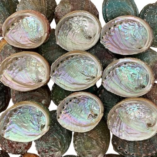 NessaStores Lot de 3 coquilles d'ormeau de 6,3 à 8,9 cm | Beau bol à estomper entièrement naturel – Parfait pour les bâtons de bavure, les bâtons d'encens et un kit de sauge JC-020 - Image 5