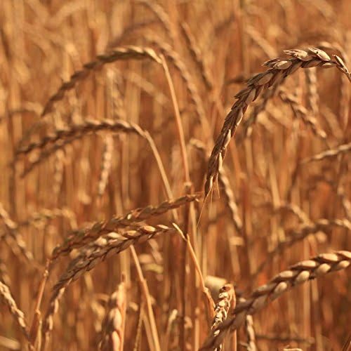 Épeautre bio pour remplissage de coussin à partir de 1 kg jusqu'à 30 kg – Les grains d'épeautre sont nettoyés et dépoussiérés - Image 3