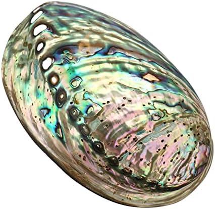 Coquillage Grand Ormeau, Plusieurs Trous Maculage Décoratif Accessoire Fête Mariage Maison Décoration 90 mm x 120 mm x 39 mm Trou : Environ 3 mm-9 mm