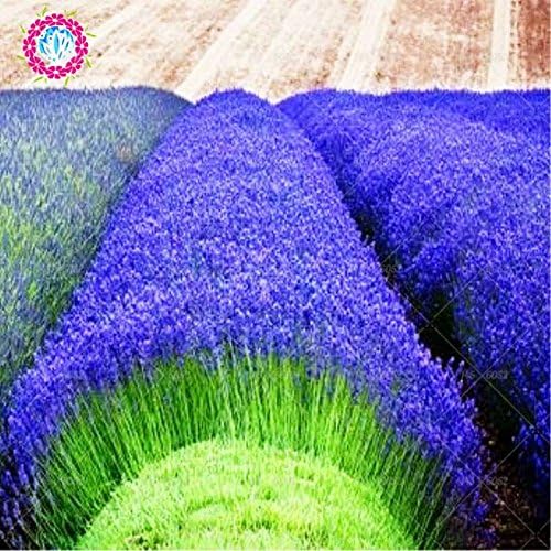200 pcs grains de lavande français de provence graies de lavande bio très parfumee plante fleur de parfum graides de fleurs accueil bonsaï jardin 2