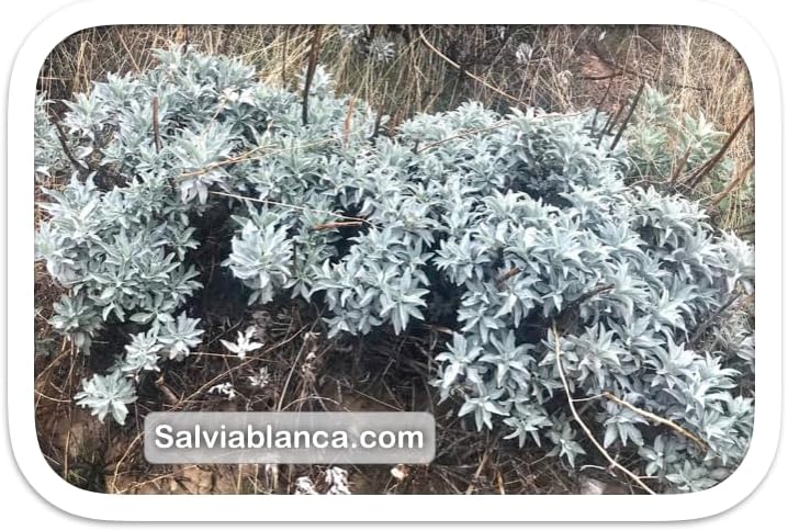 Salvia Blanca - Sauge Blanche Purification de Californie 10cm/25g | Encens Protection Naturelle | Bâton Sauge pour Purification Maison | Durable, 3 Bâtons Palo Santo + 2 Bâtonnets, Bois, Palo Santo - Image 8