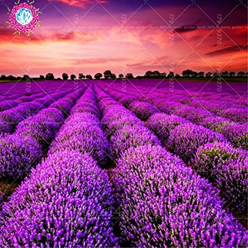 200 pcs grains de lavande français de provence graies de lavande bio très parfumee plante fleur de parfum graides de fleurs accueil bonsaï jardin 2 - Image 4