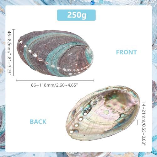 Ph pandahall 6pcs coquilles d'ormeau vert naturel 46 ~ 82 mm coquillages d'Ormeau coquillages d'ormeau à oreilles d'âne pour la confession des accessoires de mariage aquarium - Image 2