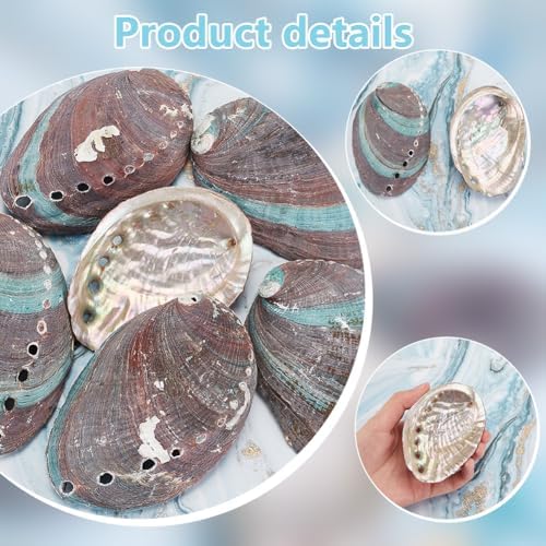 Ph pandahall 6pcs coquilles d'ormeau vert naturel 46 ~ 82 mm coquillages d'Ormeau coquillages d'ormeau à oreilles d'âne pour la confession des accessoires de mariage aquarium - Image 4