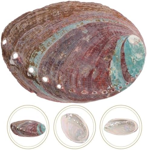 Alipis 2 Pièces Coquille d'Ormeau Cauris Boucles d'Oreilles Coquillage Conques Porte Coquillage Collection de coquillages Crabe Bracelet Coquilage Perles de Mer Coquilles - Image 9