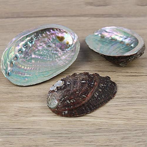 Taoyun Coquille d'Ormeau Naturel Grands Coquillages nautiques Décor à la Maison Porte-Savon Bricolage Aquarium Aquarium Paysage Maison Mariage Décor - Image 4