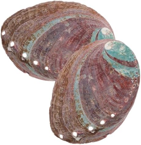 Alipis 2 Pièces Coquille d'Ormeau Cauris Boucles d'Oreilles Coquillage Conques Porte Coquillage Collection de coquillages Crabe Bracelet Coquilage Perles de Mer Coquilles