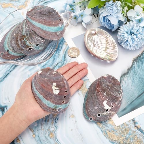 Ph pandahall 6pcs coquilles d'ormeau vert naturel 46 ~ 82 mm coquillages d'Ormeau coquillages d'ormeau à oreilles d'âne pour la confession des accessoires de mariage aquarium - Image 3