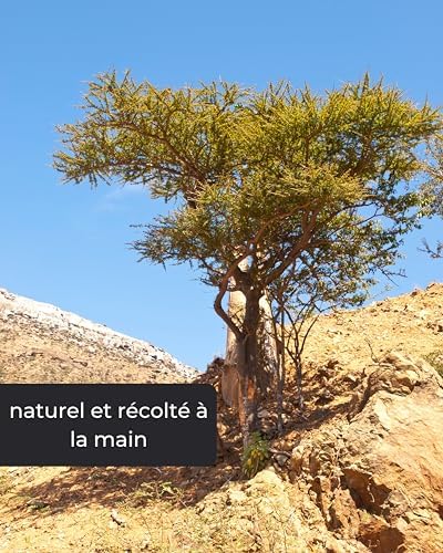 Encens Oman 1er Choix Oman encens à fumer Résine Encens Caoutchouc Arabique Résine d'Arbre Boswellia Sacra Frandincens Encens d'Égliser - Image 6