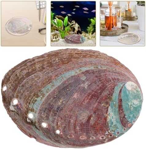 Alipis 2 Pièces Coquille d'Ormeau Cauris Boucles d'Oreilles Coquillage Conques Porte Coquillage Collection de coquillages Crabe Bracelet Coquilage Perles de Mer Coquilles - Image 8