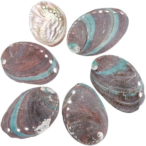 Ph pandahall 6pcs coquilles d'ormeau vert naturel 46 ~ 82 mm coquillages d'Ormeau coquillages d'ormeau à oreilles d'âne pour la confession des accessoires de mariage aquarium