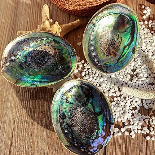 Taoyun Coquille d'Ormeau Naturel Grands Coquillages nautiques Décor à la Maison Porte-Savon Bricolage Aquarium Aquarium Paysage Maison Mariage Décor - Image 5