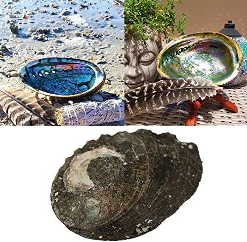 Taoyun Coquille d'Ormeau Naturel Grands Coquillages nautiques Décor à la Maison Porte-Savon Bricolage Aquarium Aquarium Paysage Maison Mariage Décor - Image 8