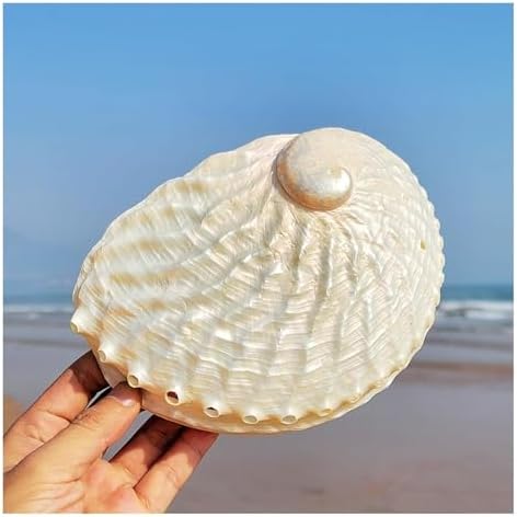 Fbhdkjnfg océan conch jumbo seadshells ， coquilles de mer naturelles, Granddes Coquilles d'Ormeau Naturelles de 15 à 16 cm, coquillage d'ormeau poli d'unité, idéal pour la décoration de la maisons ou des fêtes