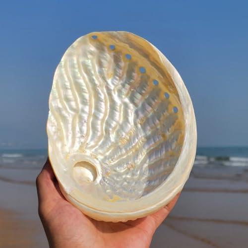 Fbhdkjnfg océan conch jumbo seadshells ， coquilles de mer naturelles, Granddes Coquilles d'Ormeau Naturelles de 15 à 16 cm, coquillage d'ormeau poli d'unité, idéal pour la décoration de la maisons ou des fêtes - Image 4