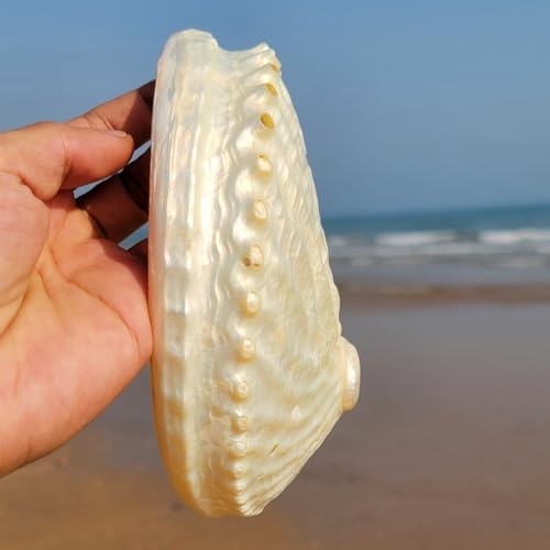 Fbhdkjnfg océan conch jumbo seadshells ， coquilles de mer naturelles, Granddes Coquilles d'Ormeau Naturelles de 15 à 16 cm, coquillage d'ormeau poli d'unité, idéal pour la décoration de la maisons ou des fêtes - Image 5