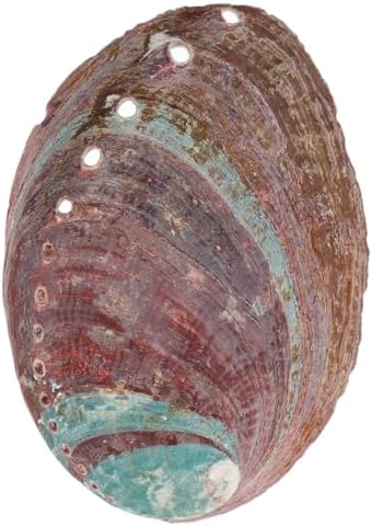 Qumiirity Stand d'Aromathérapie Ornelement de Coquille d'Ormeau Océan Modèle de Coquilage Cônes D 'à reflux titulaire Brûleur Corne de Conque Pot de Bavures Porte- pour Bâtons Mer