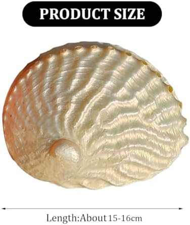 Fbhdkjnfg océan conch jumbo seadshells ， coquilles de mer naturelles, Granddes Coquilles d'Ormeau Naturelles de 15 à 16 cm, coquillage d'ormeau poli d'unité, idéal pour la décoration de la maisons ou des fêtes - Image 2