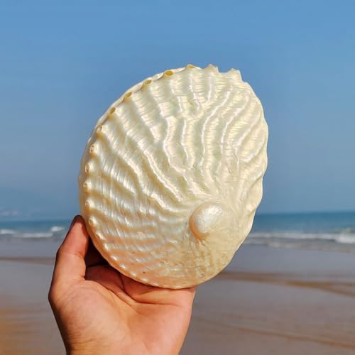 Fbhdkjnfg océan conch jumbo seadshells ， coquilles de mer naturelles, Granddes Coquilles d'Ormeau Naturelles de 15 à 16 cm, coquillage d'ormeau poli d'unité, idéal pour la décoration de la maisons ou des fêtes - Image 3