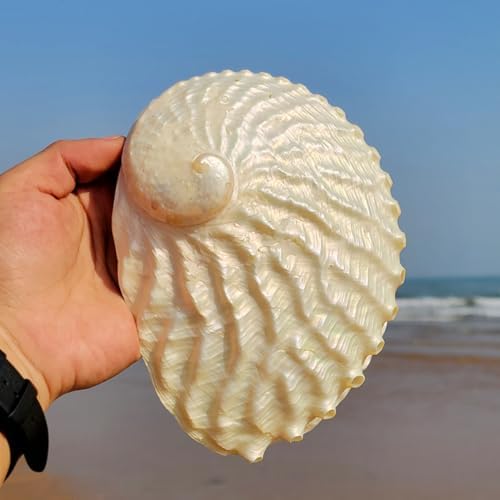 Fbhdkjnfg océan conch jumbo seadshells ， coquilles de mer naturelles, Granddes Coquilles d'Ormeau Naturelles de 15 à 16 cm, coquillage d'ormeau poli d'unité, idéal pour la décoration de la maisons ou des fêtes - Image 6